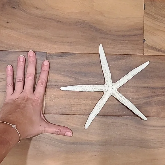 Star fish - Picture 3 of 3